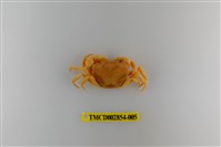 藏品(細足澤蟹)的圖片